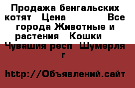 Продажа бенгальских котят › Цена ­ 20 000 - Все города Животные и растения » Кошки   . Чувашия респ.,Шумерля г.